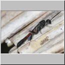 Gasteruption cf jaculator - Gichtwespe w02f 15mm.jpg